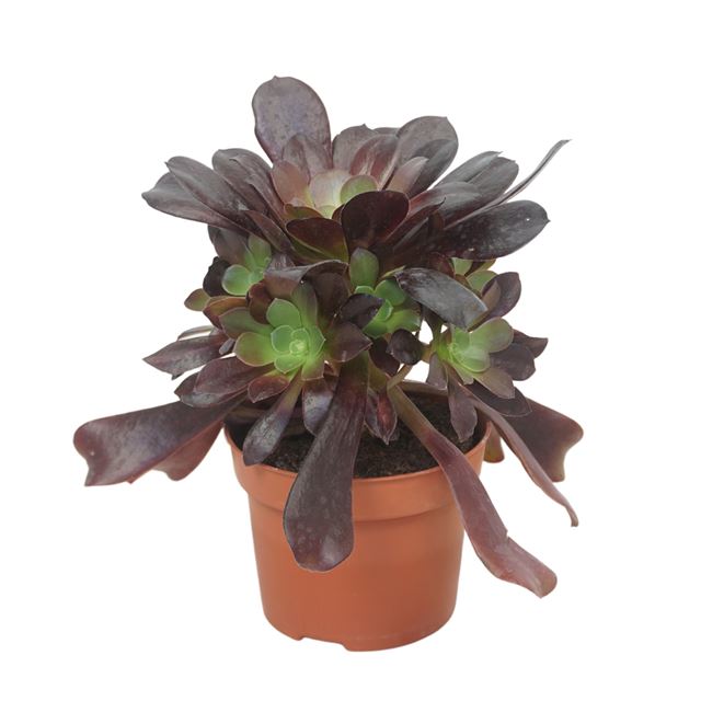Picture of Aeonium arboreum velour