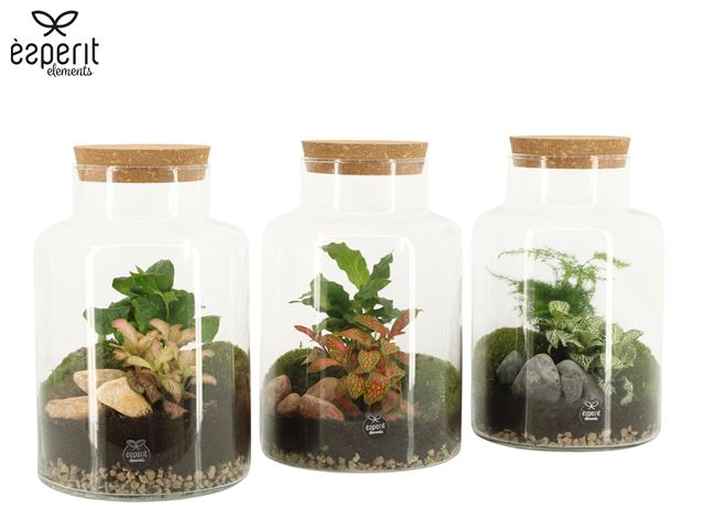 Picture of Terrarium