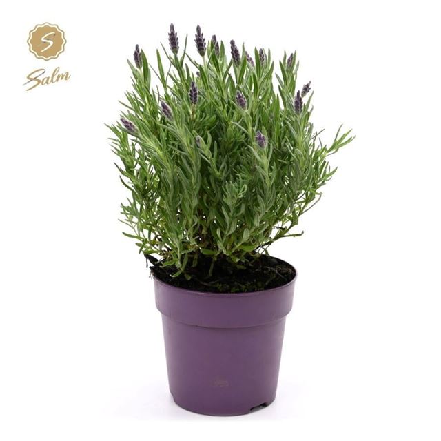 Picture of Lavandula stoechas