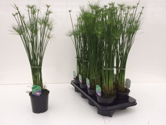Picture of CYPERUS HASPAN