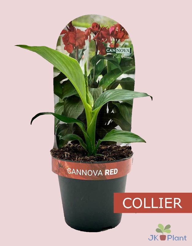Picture of CANNA GENERALIS CANNOVA RED