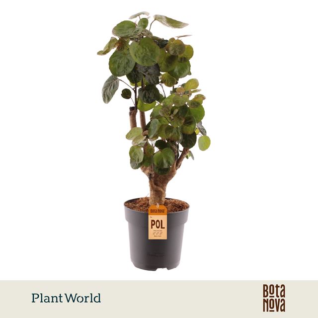 Picture of Polyscias fabian branched