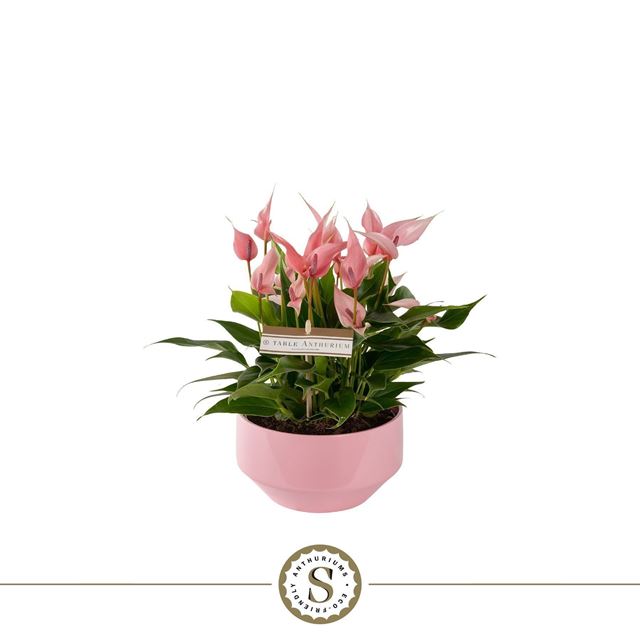 Picture of Anthurium table lilli in lucca ceramic