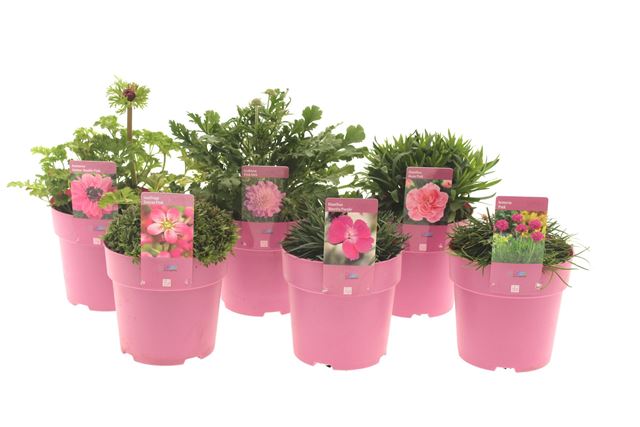Picture of Perennial mix shelve - pink