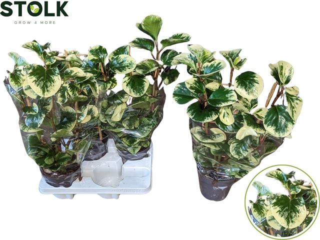 Picture of Peperomia on frame