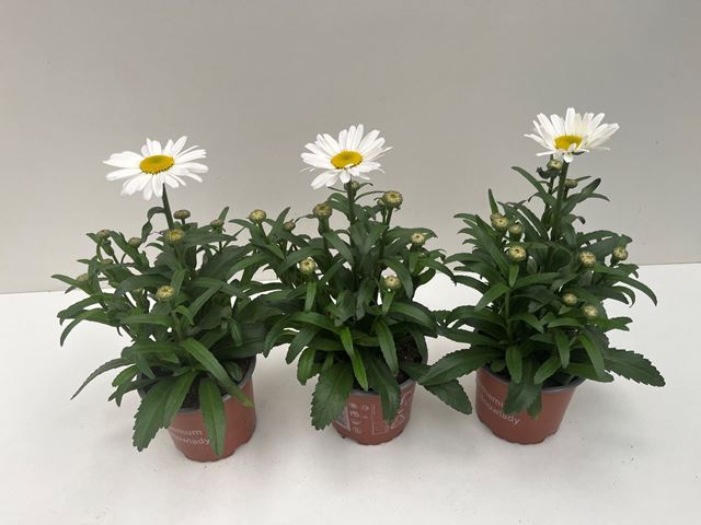 Picture of Leucanthemum snowlady maximum