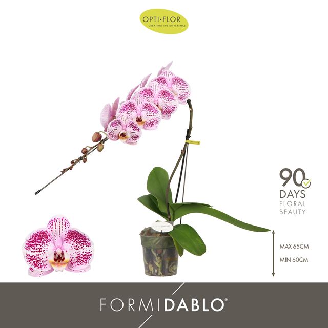 Picture of Phalaenopsis 01- stem formidablo iguazu falls