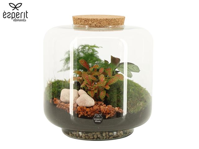 Picture of Terrarium