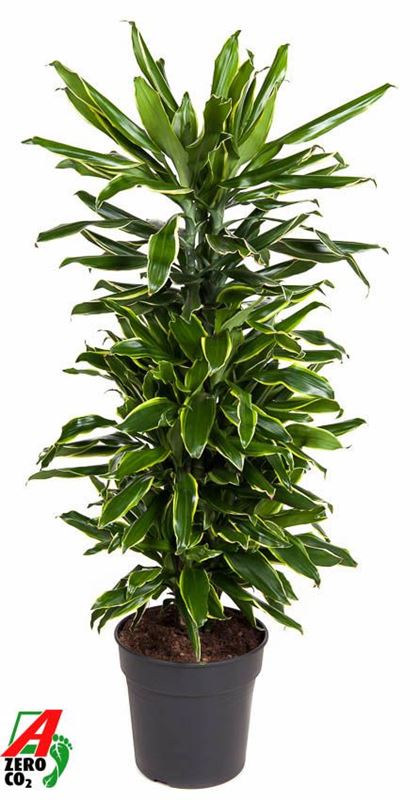 Picture of Dracaena fragrans gold coast branched
