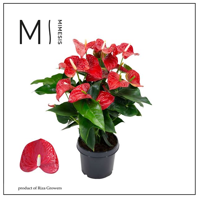 Picture of ANTHURIUM ANDREANUM GRANDI FLORA RED