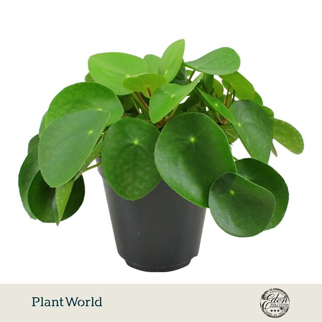 Picture of Pilea peperomioides