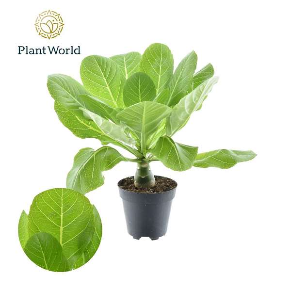Picture of BRIGHAMIA INSIGNIS HAWAIN PALM