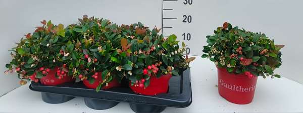 Picture of Gaultheria procumbens big berry