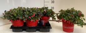 Picture of GAULTHERIA BIG BERRY