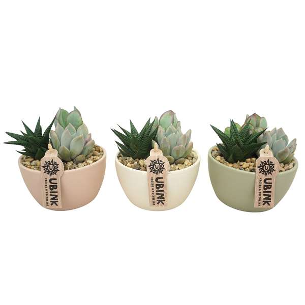 Picture of SUCCULENT X3 IN CERAMIC