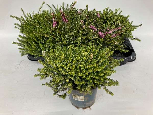 Picture of ERICA DARLEYENSIS MIX