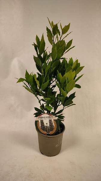 Picture of LAURUS NOBILIS KITCHEN