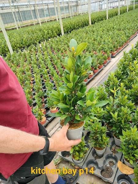 Picture of LAURUS NOBILIS KITCHEN