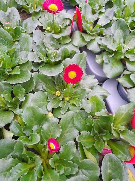Picture of BELLIS PERENNIS RED