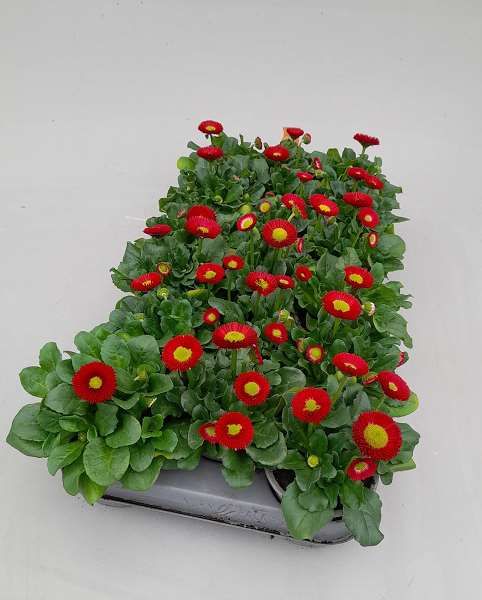Picture of Bellis perennis red