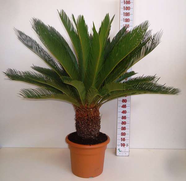 Picture of CYCAS REVOLUTA C15L TRONC 20/30