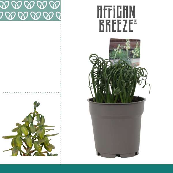 Picture of Albuca spiralis frizzle sizzle
