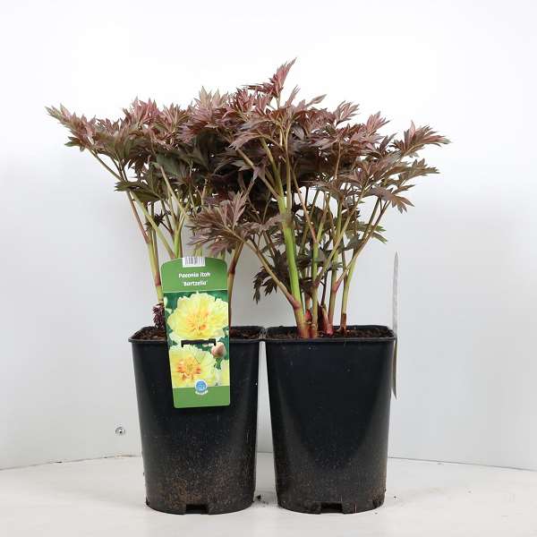 Picture of PAEONIA ITOH BARTZELLA