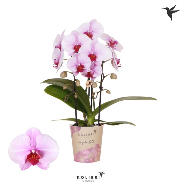 Picture of PHALAENOPSIS 02-STEM NIAGARA FALL PINK