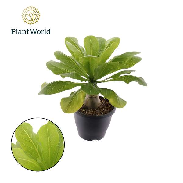 Picture of BRIGHAMIA INSIGNIS HAWAIIAN PALM