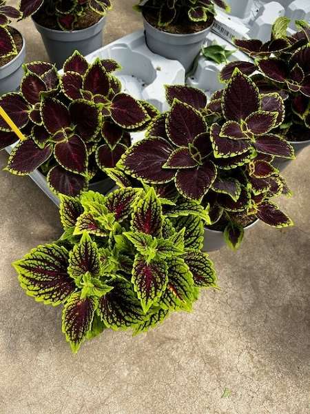 Picture of Coleus