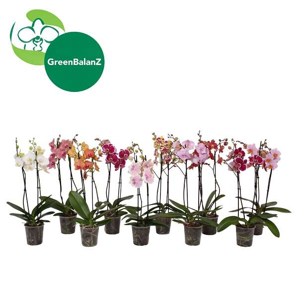Picture of Phalaenopsis 02-stem mix