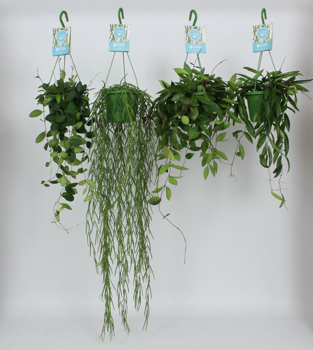 Picture of HOYA MIX IN HANGING BASKET