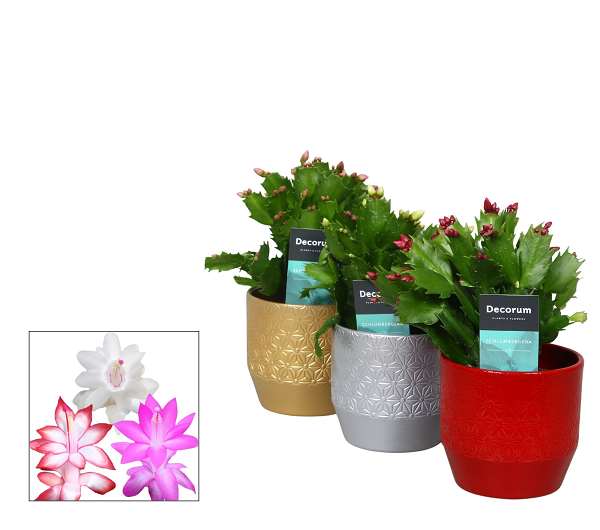 Picture of SCHLUMBERGERA IN CERAMIC