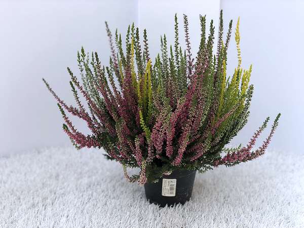 Picture of CALLUNA VULGARIS GARDEN GIRLS TRIO