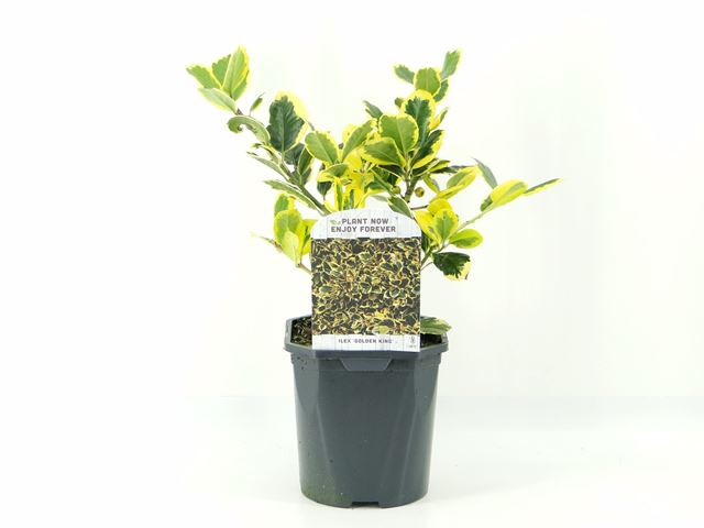 Picture of ILEX ALTACLERENSIS GOLDEN KING