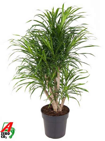 Picture of Dracaena anita branched