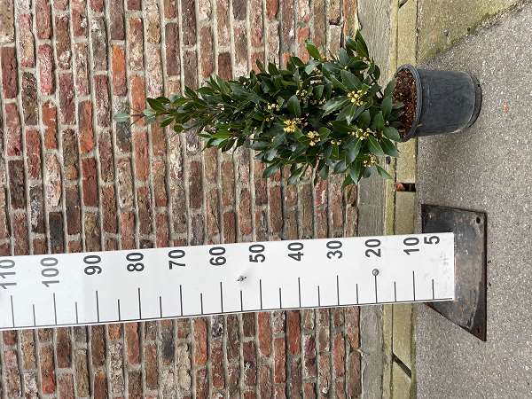 Picture of Laurus nobilis pyramid 080cm