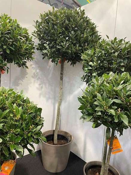 Picture of LAURUS NOBILIS 5/4 TIGE BOULE 85-90CM