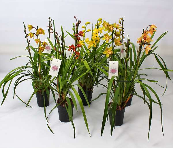 Picture of Cymbidium 03-stem mix