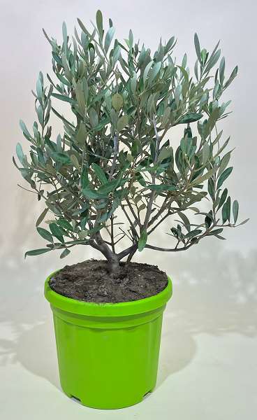 Picture of OLEA EUROPAEA TOUFFE 19CM POT VERT ET GRIS