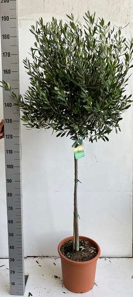 Picture of OLEA EUROPEA TIGE P30CM