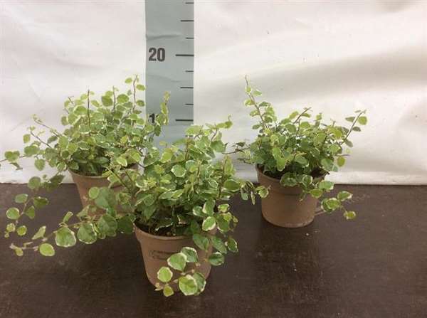 Picture of Ficus pumila sunny