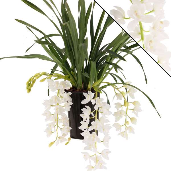 Picture of CYMBIDIUM 03/04-STEM ICE CASCADE