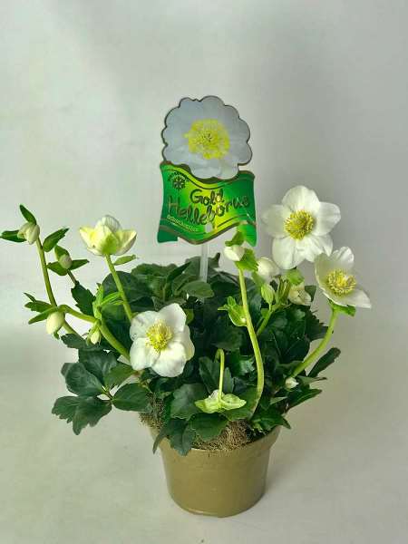 Picture of HELLEBORUS NIGER WINTERGOLD GOLD POT