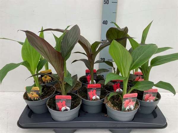 Picture of Canna mix