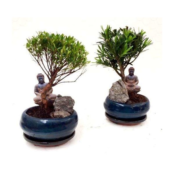 Picture of BONSAI MIX D12 IN CERAMIC WITH ROCK