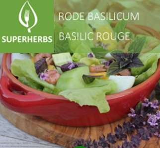 Picture of BASIL RED