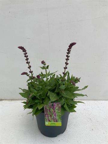 Picture of Salvia superba pink