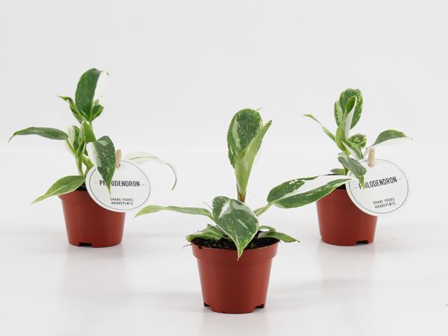 Picture of PHILODENDRON WHITE PRINCESS