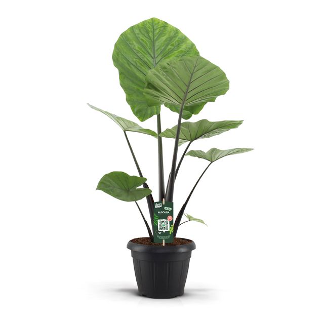 Picture of ALOCASIA DARK STAR 